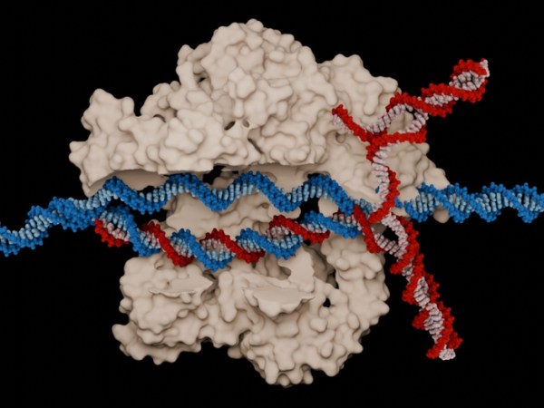 How does CRISPR gene editing&nbsp;work?