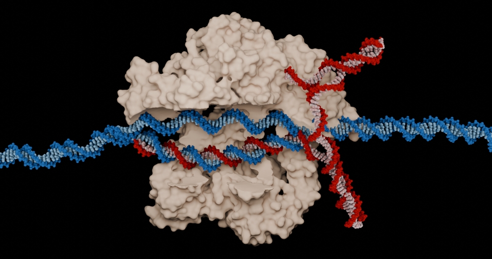 How does CRISPR gene editing&nbsp;work?